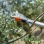 Perches C45 P150 Pellenc